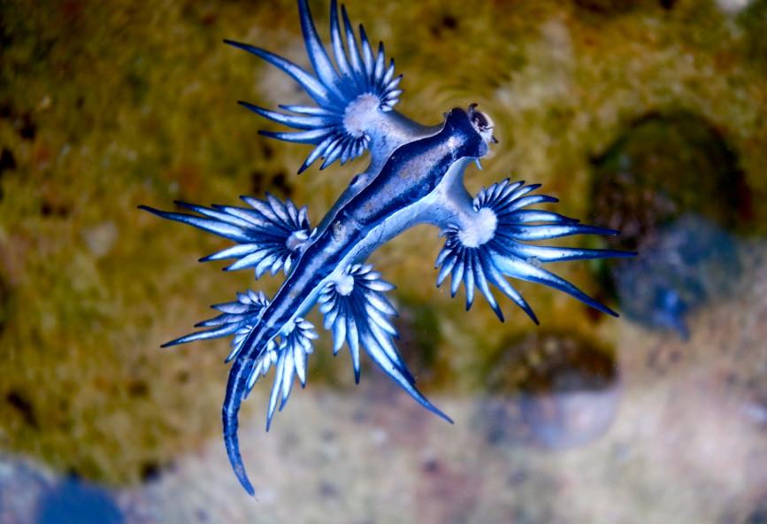 Loài sên biển Glaucus Atlanticus. (Ảnh qua Sigmalive Magazine)